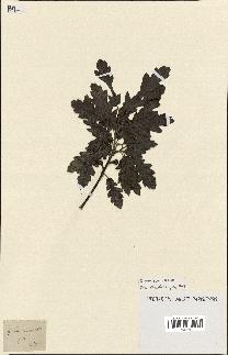 spécimen de Quercus montana