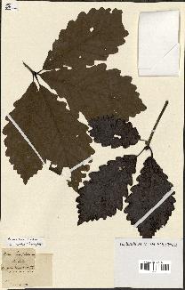 spécimen de Quercus montana