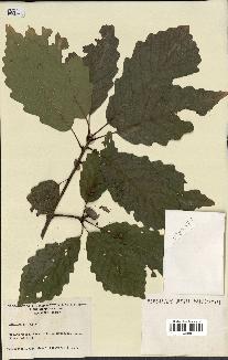 spécimen de Quercus montana