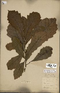 spécimen de Quercus montana