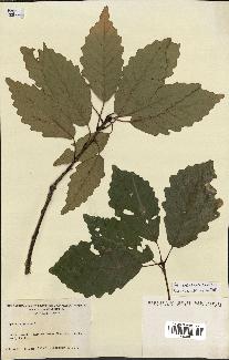 spécimen de Quercus montana