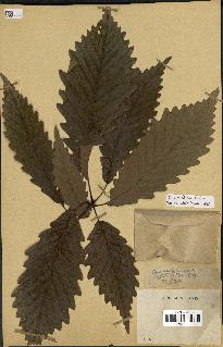 spécimen de Quercus montana