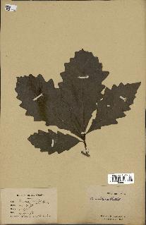 spécimen de Quercus montana