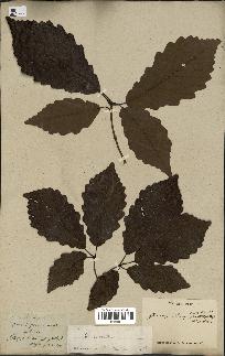 spécimen de Quercus montana
