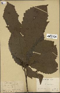 spécimen de Quercus montana
