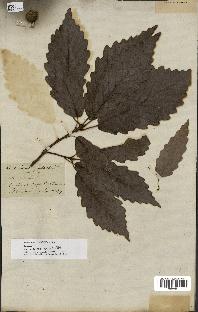 spécimen de Quercus montana