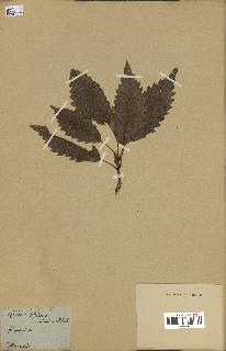 spécimen de Quercus montana