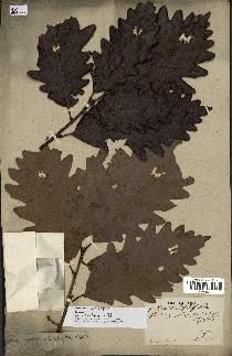 spécimen de Quercus montana