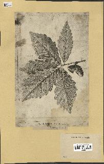 spécimen de Quercus montana