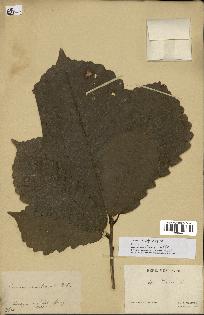 spécimen de Quercus montana
