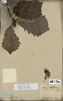 spécimen de Quercus montana