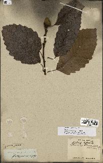 spécimen de Quercus montana