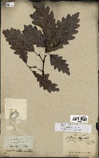 spécimen de Quercus montana
