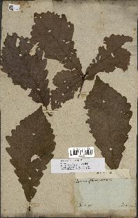 spécimen de Quercus montana