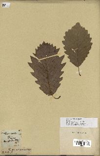 spécimen de Quercus montana