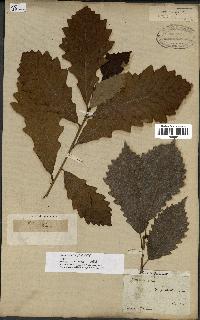 spécimen de Quercus montana
