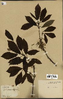 spécimen de Quercus montana