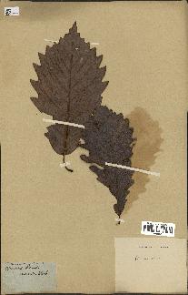 spécimen de Quercus montana