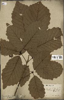 spécimen de Quercus montana