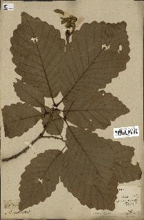 spécimen de Quercus montana