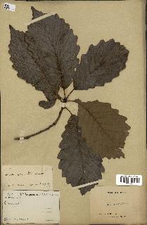 spécimen de Quercus montana