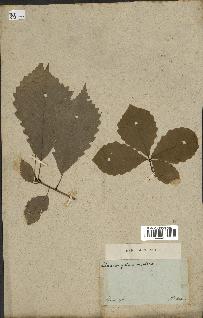 spécimen de Quercus montana