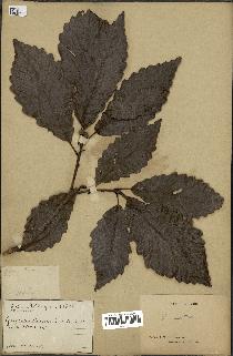 spécimen de Quercus montana