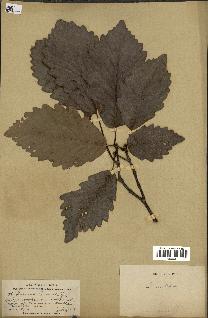 spécimen de Quercus montana