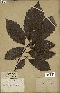 spécimen de Quercus montana