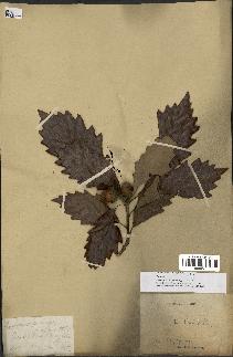 spécimen de Quercus montana