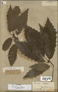 spécimen de Quercus montana