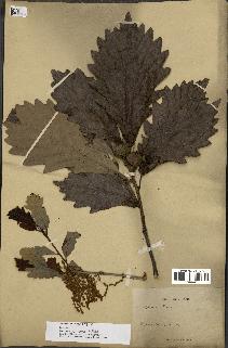 spécimen de Quercus montana