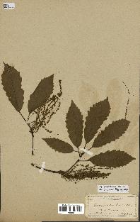 spécimen de Quercus montana