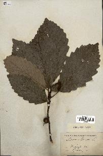 spécimen de Quercus montana