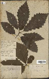 spécimen de Quercus montana