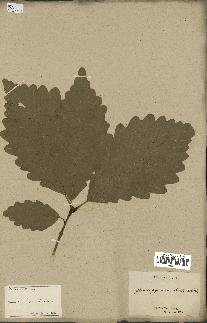spécimen de Quercus montana