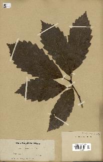spécimen de Quercus montana