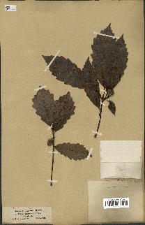 spécimen de Quercus montana