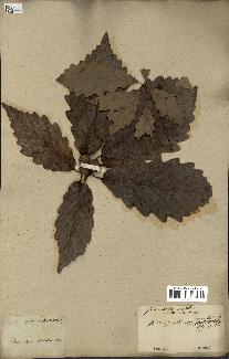 spécimen de Quercus montana