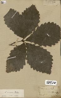 spécimen de Quercus montana