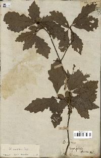 spécimen de Quercus montana