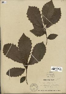 spécimen de Quercus montana