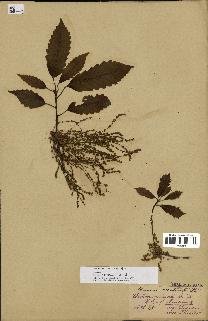 spécimen de Quercus montana