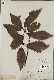 spécimen de Quercus montana
