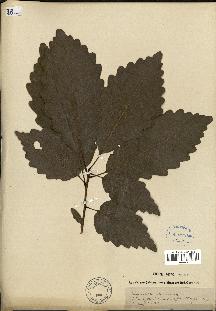 spécimen de Quercus montana