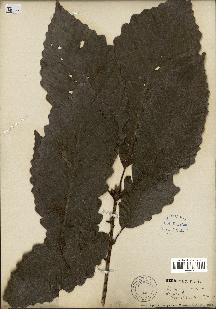 spécimen de Quercus montana