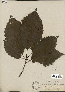 spécimen de Quercus montana