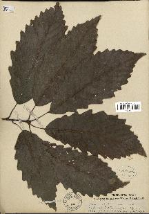 spécimen de Quercus montana