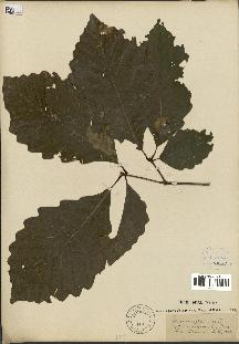 spécimen de Quercus montana