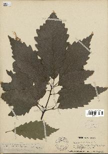 spécimen de Quercus montana